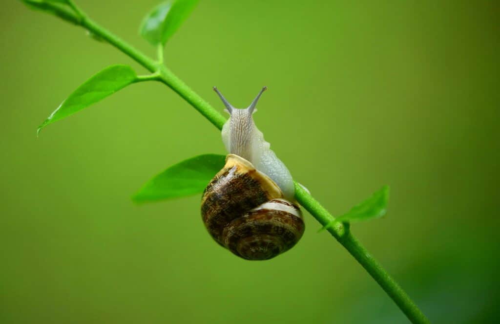 A Close-Up Image Of A Snail With A Striped Brown Shell Climbing A Green Stem With Small Leaves, Set Against A Blurred Green Background.