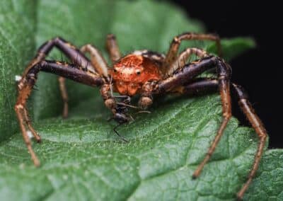 What is an Arachnid?