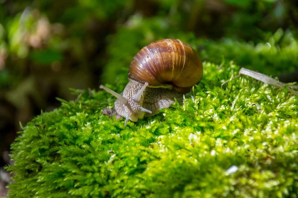 A Close-Up Image Of A Snail With A Brown Shell Crawling On A Moss-Covered Surface In A Natural Setting.