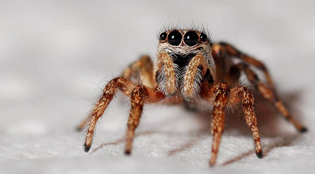 Close-Up Image Of A Jumping Spider With Large, Prominent Eyes, Covered In Fine Hairs, Standing On A White Surface.