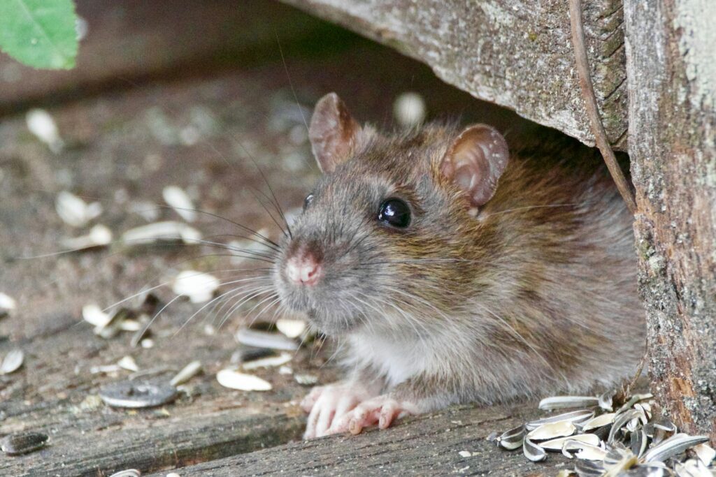 A Close-Up Image Of A Brown Rat (Rattus Norvegicus) Peeking Out From Underneath A Wooden Structure, Surrounded By Scattered Sunflower Seed Shells. The Rat's Whiskers And Fur Details Are Clearly Visible As It Cautiously Observes Its Surroundings.