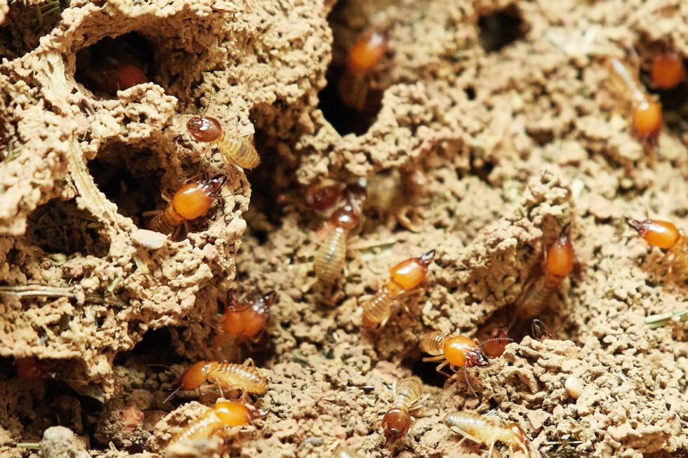 A Guide to Drywood vs. Subterranean Termites: Identifying the ...