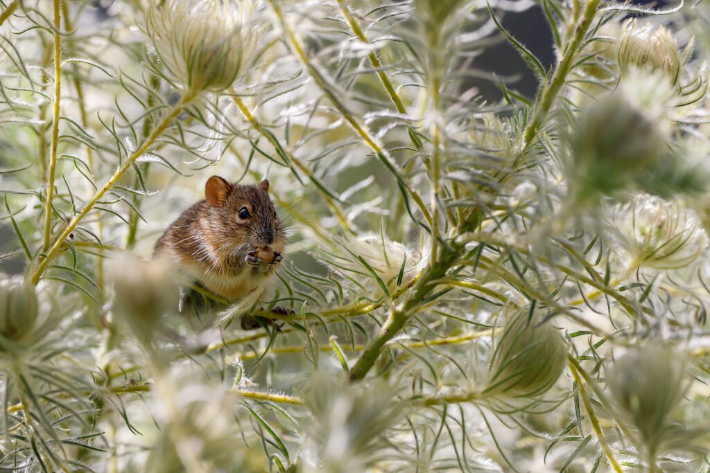 A Close-Up Image Of A Small Brown Field Mouse Sitting Among Fluffy, White Wildflowers. The Mouse Is Holding And Nibbling On A Seed, Surrounded By The Delicate, Feathery Texture Of The Plants, With The Natural Environment Creating A Soft And Serene Backdrop.