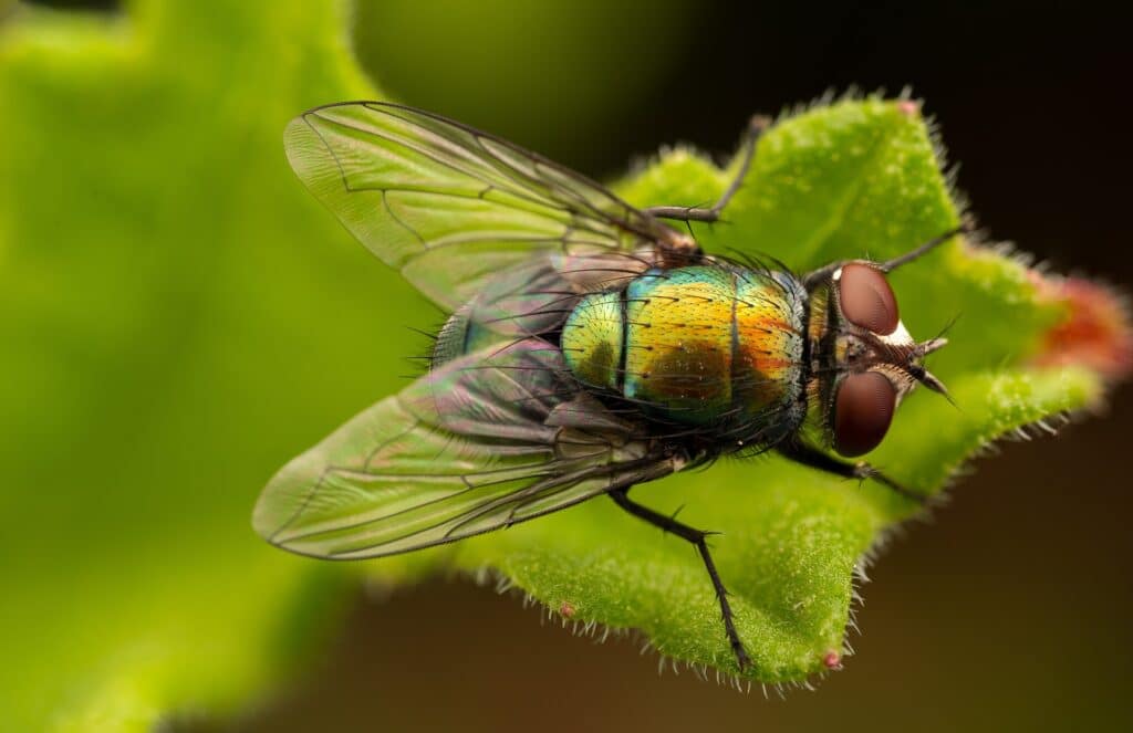 A Macro Image Of A Green Bottle Fly (Lucilia Sericata) On A Green Leaf. The Fly'S Iridescent Body Shimmers In Shades Of Green, Gold, And Blue, With Intricate Details Visible In Its Compound Eyes And Wing Structure. The Texture Of The Leaf Adds A Natural Contrast To The Metallic Sheen Of The Fly.