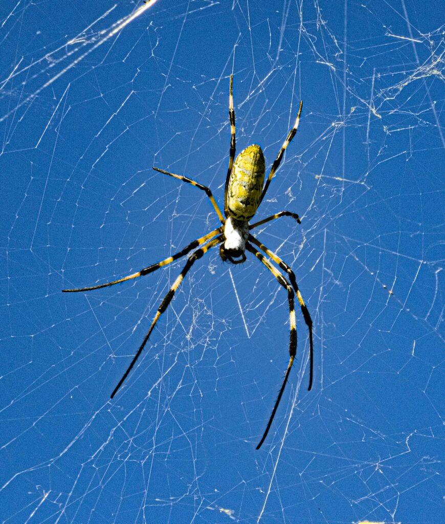 A Close-Up Image Of A Joro Spider (Trichonephila Clavata) Centered In Its Large Web, Set Against A Bright Blue Sky. The Spider's Elongated Legs And Distinctive Yellow And Black Body Markings Are Clearly Visible As It Hangs In The Middle Of Its Intricately Spun Web.