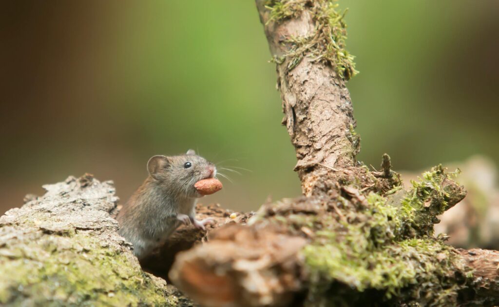 A Close-Up Image Of A Small Brown Field Mouse Perched On A Moss-Covered Log, Holding A Nut In Its Mouth. The Mouse’s Whiskers And Fur Are Clearly Visible, With The Blurred Green Background Enhancing The Natural Setting.