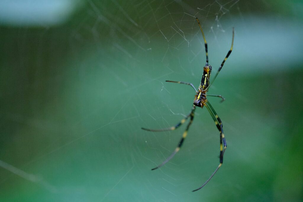 A Close-Up Image Of A Joro Spider (Trichonephila Clavata) Suspended In Its Web With A Blurred Green Background. The Spider'S Long Legs And Yellow And Black Striped Body Are Prominently Displayed, Highlighting Its Delicate Web Structure In A Natural Setting.