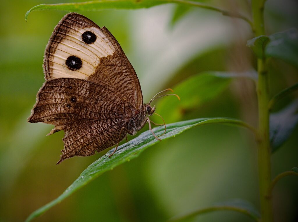 Close-Up Of A Brown Moth With Prominent Eye-Like Spots On Its Wings, Resting On A Green Leaf With A Blurred Background.