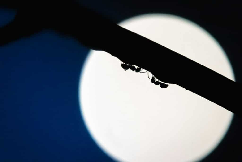 Silhouette Of Ants Walking Along A Thin Branch At Night, With A Large, Bright Moon Illuminating The Background In A Dark Blue Sky.